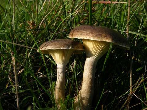 صورة Ampulloclitocybe