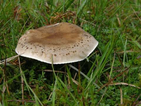 Image of Ampulloclitocybe