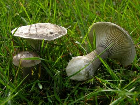 Image de Ampulloclitocybe