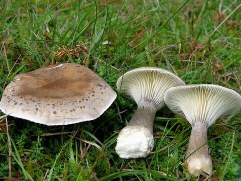 Image de Ampulloclitocybe