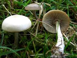 Plancia ëd Clitocybe