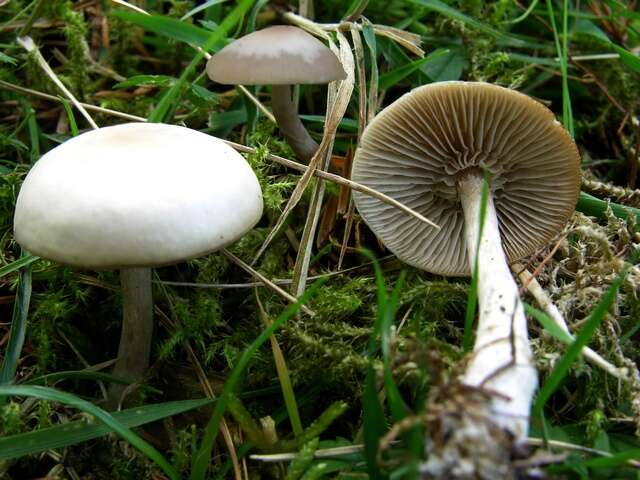 Plancia ëd Clitocybe