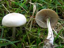 Image of Clitocybe