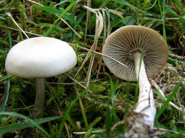 Plancia ëd Clitocybe