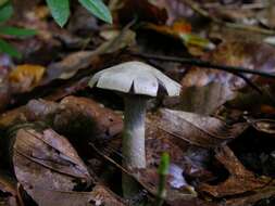 Image of light violet cortinarius