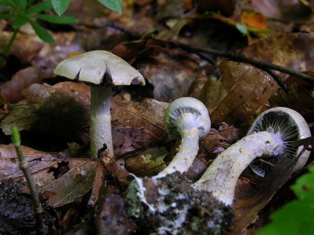 Image of light violet cortinarius