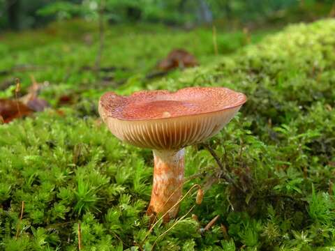 Image of Cortinarius bolaris (Pers.) Fr. 1838