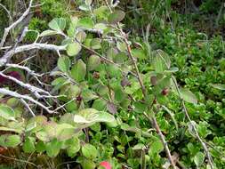 Image of Cotoneaster canescens Vestergr. ex B. Hylmö