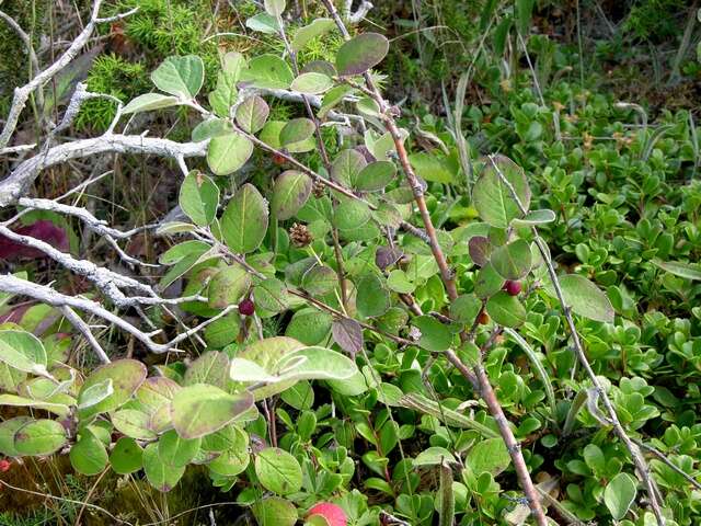 Image de Cotoneaster canescens Vestergr. ex B. Hylmö