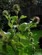 Image of common burdock