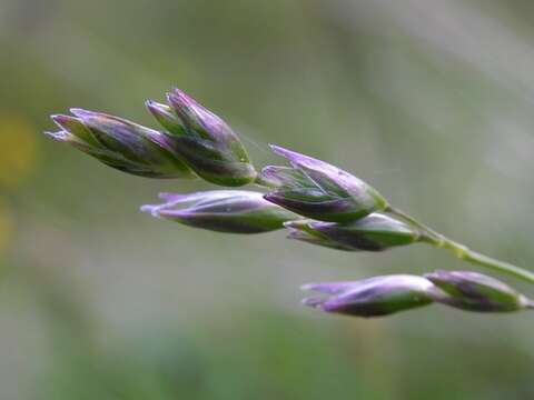 Plancia ëd Danthonia