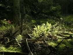 Image of Wood ferns