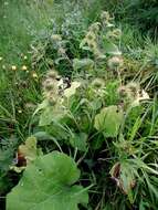 Image of common burdock