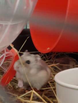 Image of hamsters