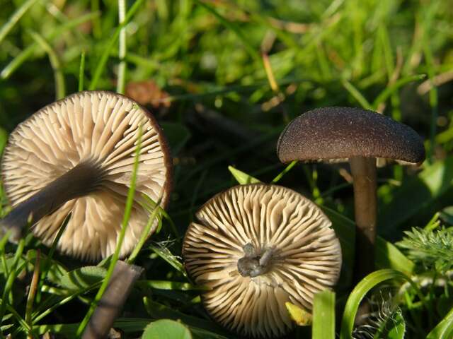 Image of Entoloma atrocoeruleum Noordel. 1987