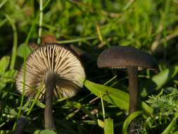 Image of Entoloma atrocoeruleum Noordel. 1987