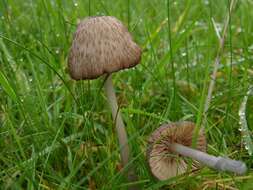 Image of Entoloma griseocyaneum (Fr.) P. Kumm. 1871