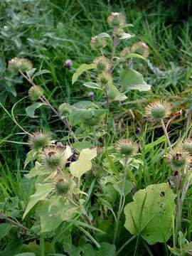 Image of common burdock