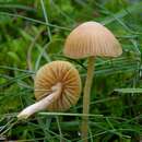 Image of Galerina vittiformis (Fr.) Singer 1950