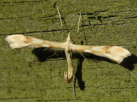 Image of <i>Gillmeria tetradactyla</i>