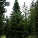 Слика од <i>Abies equitoiana</i>