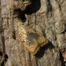 صورة Acleris forsskaleana Linnaeus 1758