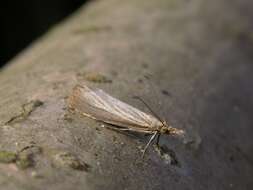 Image de Agriphila