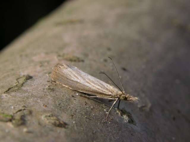 صورة Agriphila