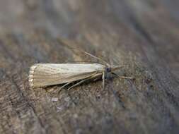 Image de Agriphila