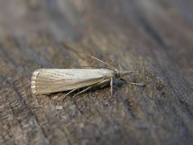 صورة Agriphila