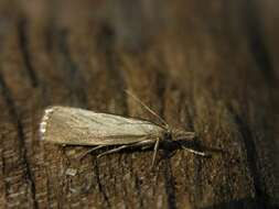 Image de Agriphila