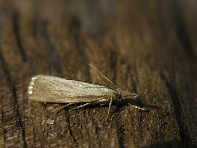 صورة Agriphila