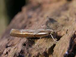 Image of <i>Agriphila tristella</i>