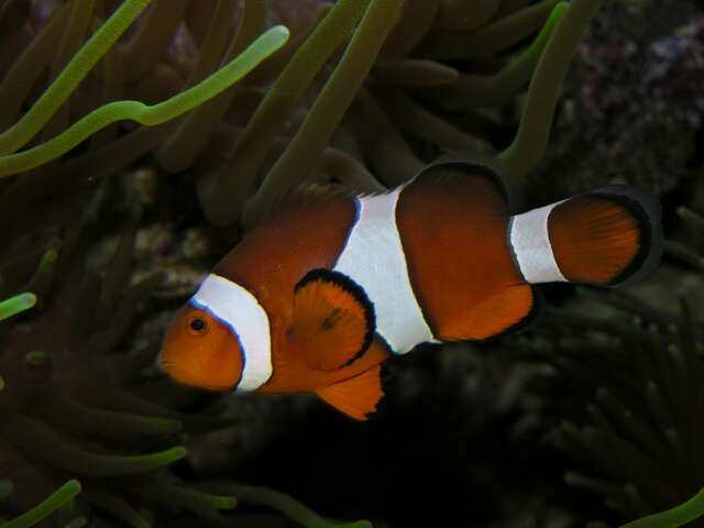 Image of Amphiprion