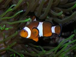 Image of Amphiprion