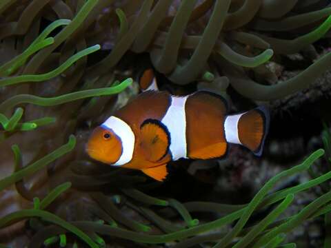 Imagem de Amphiprion