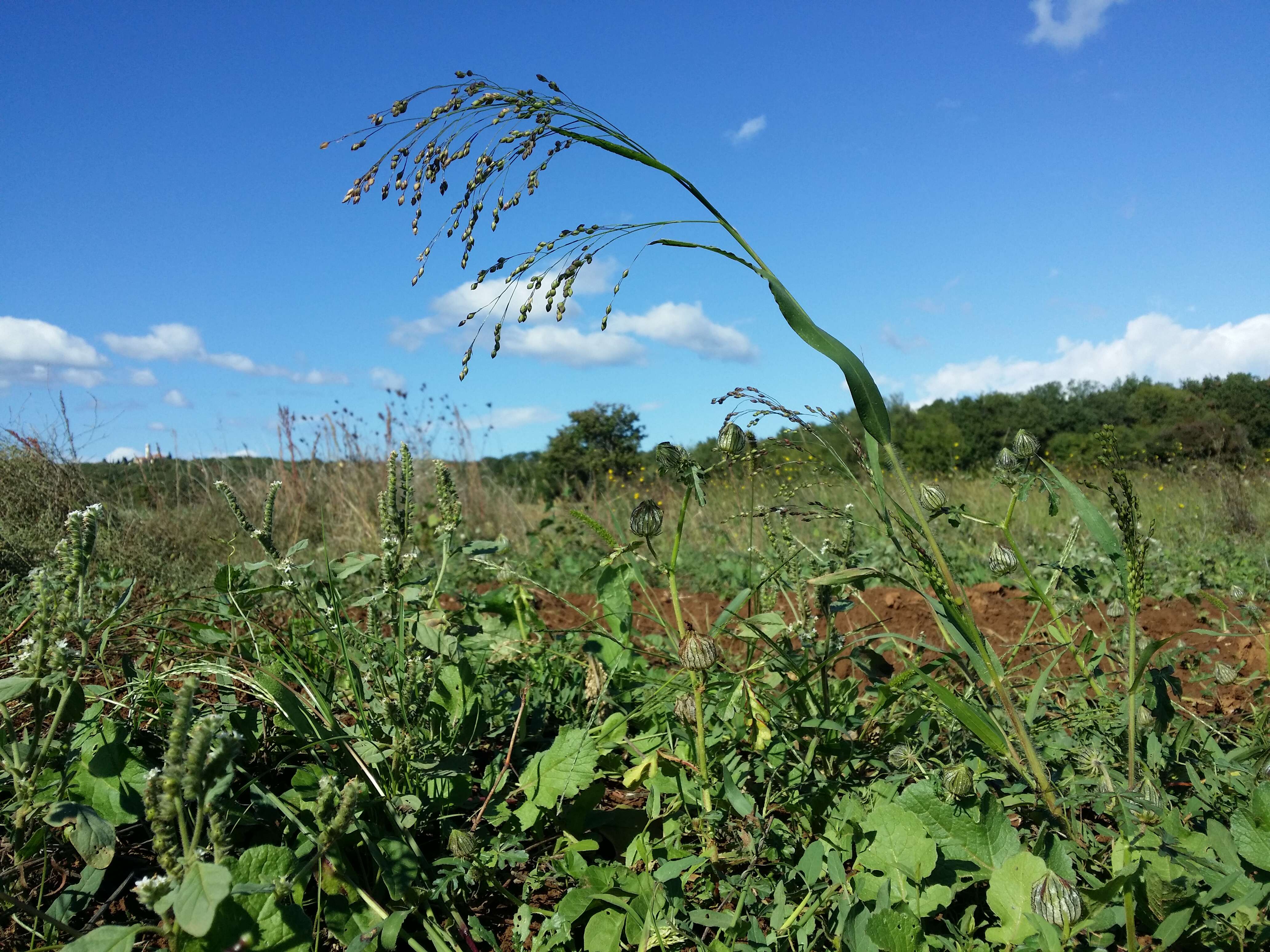 Imagem de Panicum miliaceum L.