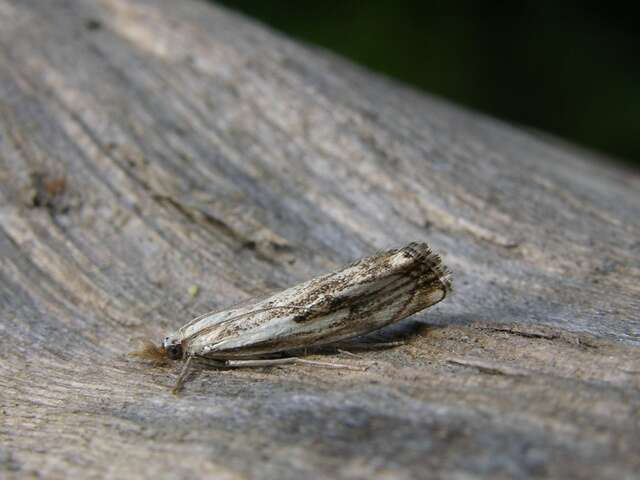 صورة Catoptria