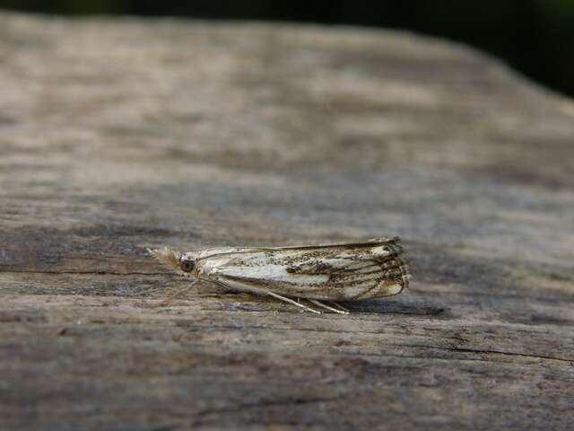 Image of Catoptria