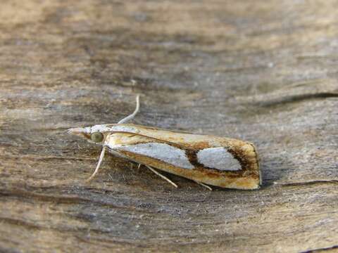 صورة Catoptria