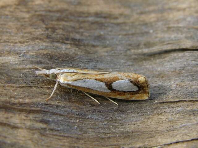 صورة Catoptria