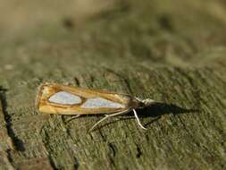 صورة Catoptria