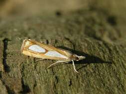 صورة Catoptria