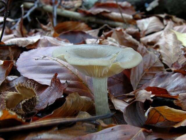 Image of Clitocybe metachroa (Fr.) P. Kumm. 1871