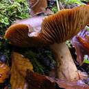 Слика од Cortinarius cotoneus Fr. 1838