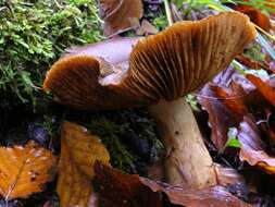 Слика од Cortinarius cotoneus Fr. 1838