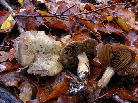 Image of Cortinarius infractus (Pers.) Fr. 1838