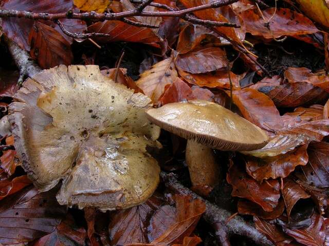 Image of Cortinarius infractus (Pers.) Fr. 1838