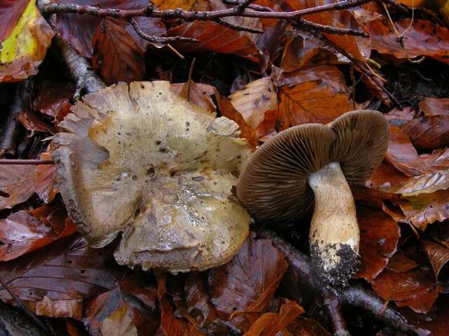 Image of Cortinarius infractus (Pers.) Fr. 1838