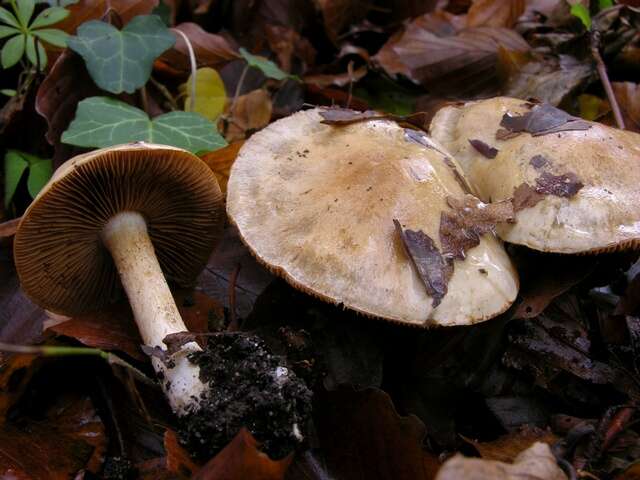 Слика од Cortinarius olidus J. E. Lange 1940